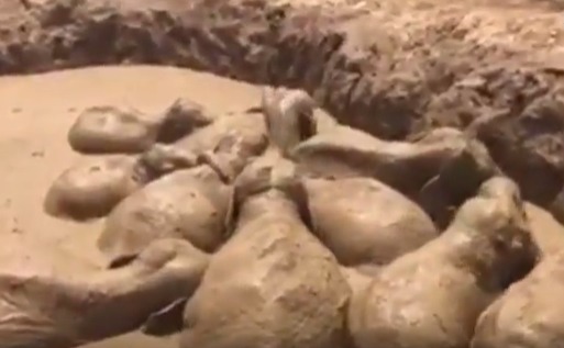 VIDEO. Cambodge : sauvetage de 11 éléphants enlisés dans un cratère de boue