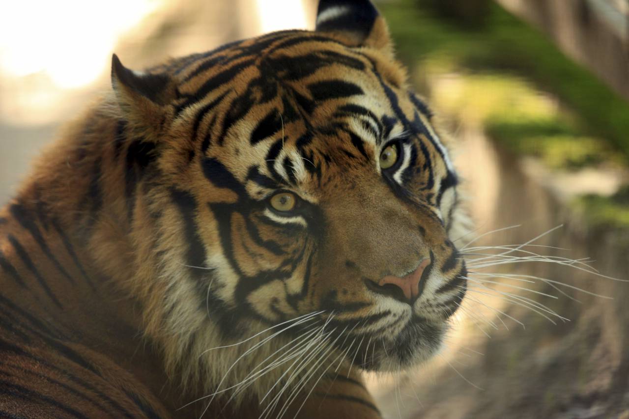 Vietnam : cinq tigres découverts dans un congélateur
