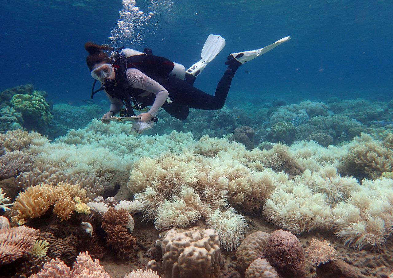 Pourquoi le blanchissement de la Grande Barrière de corail est très inquiétant