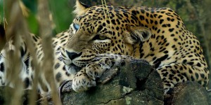 De moins en moins de léopards en Afrique du Sud