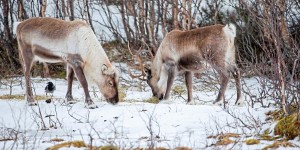 Réchauffement climatique : 146 000 rennes menacés de mort 