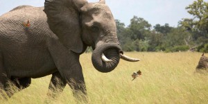 Versailles : deux pattes et deux oreilles d’éléphant découvertes dans un colis postal 
