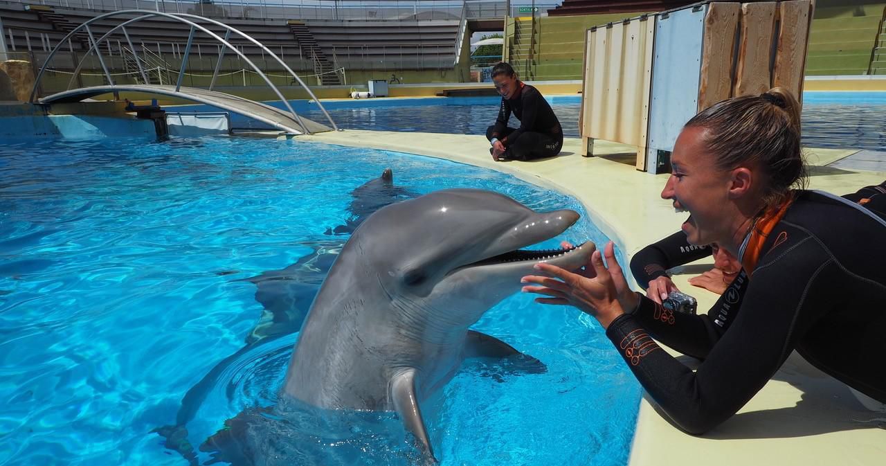 Alpes-maritimes : la fin des bébés dauphins au Marineland d'Antibes ?