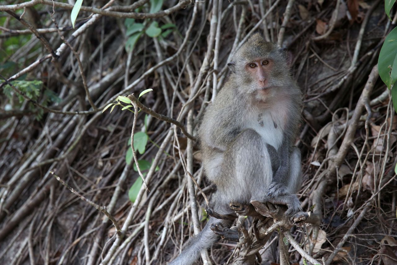 Landes : une centaine de macaques de la Pinède des singes sera euthanasiée
