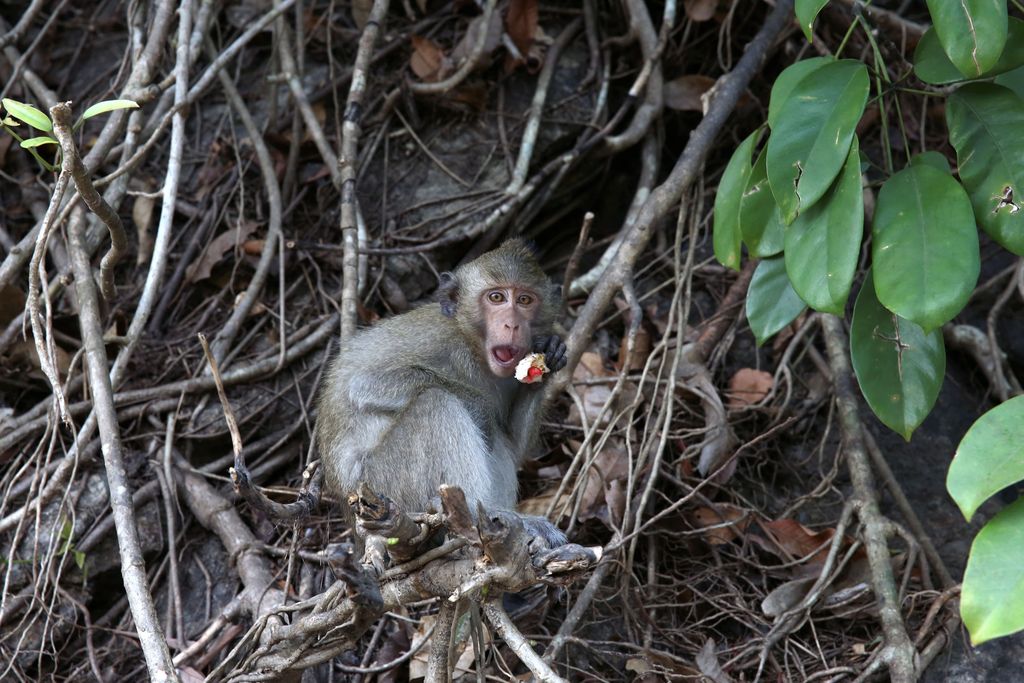 Landes : la SPA «condamne» l'euthanasie de 150 singes d'un parc animalier