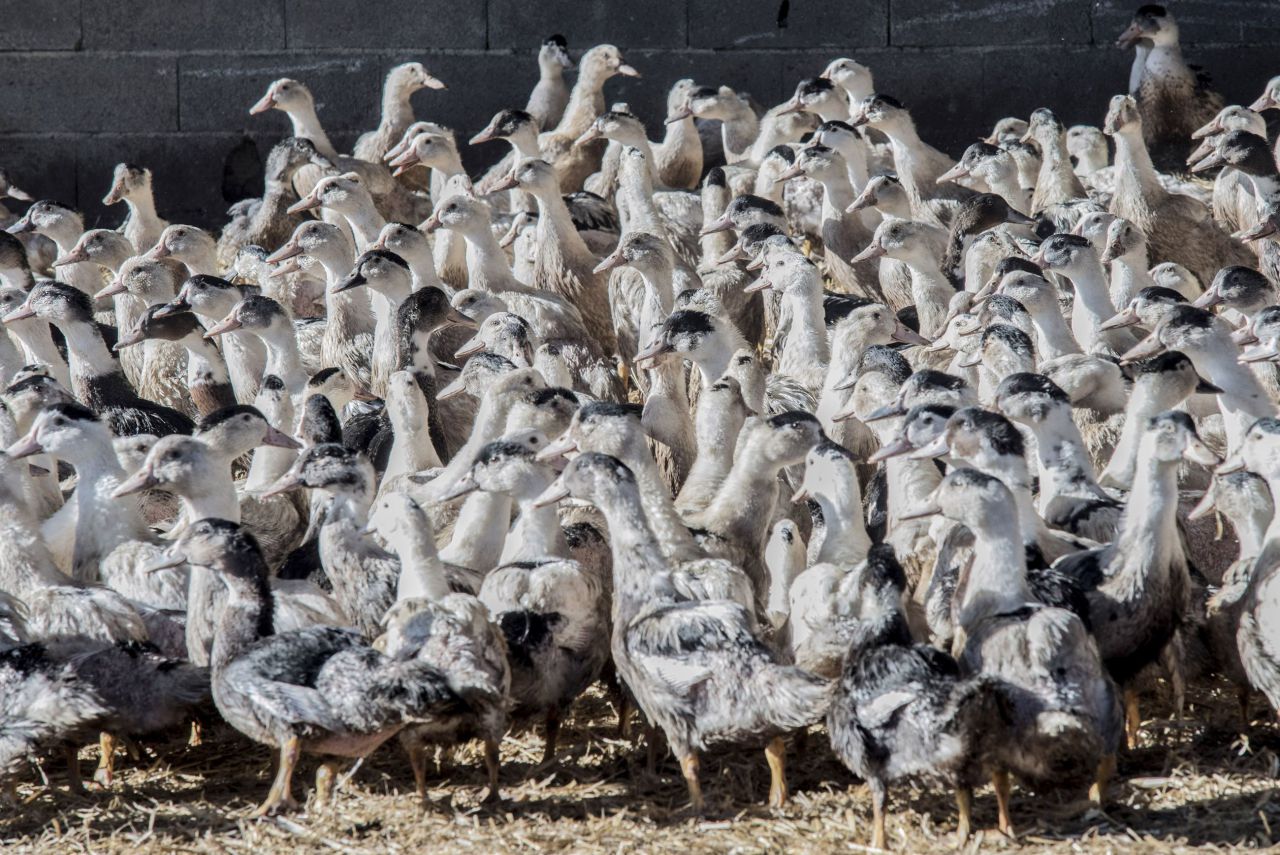L'épidémie de grippe aviaire est officiellement terminée