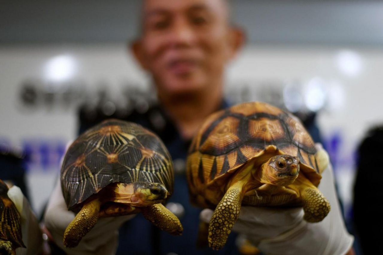 Malaisie : 330 tortues de Madagascar menacées saisies à l'aéroport