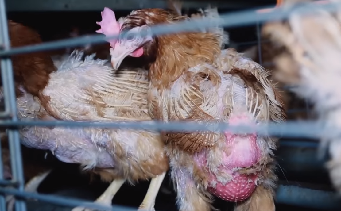 Maltraitance animale : comment L214 obtient ses vidéos chocs dans les élevages ?