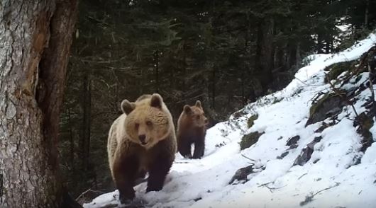 VIDEO. Dans les Pyrénées, une maman ours en balade avec son ourson 