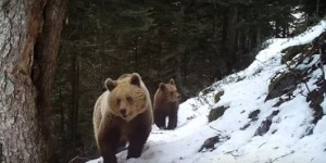 VIDEO. Dans les Pyrénées, une maman ours en balade avec son ourson 