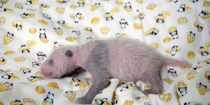 Le bébé panda du zoo de Tokyo est une fille
