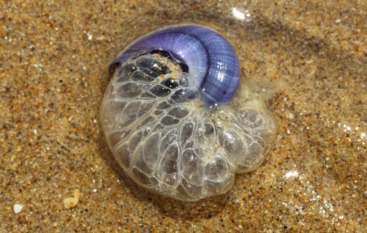 Haute-Corse : cet escargot de mer dévore les méduses