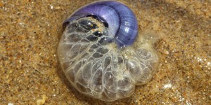 Haute-Corse : cet escargot de mer dévore les méduses