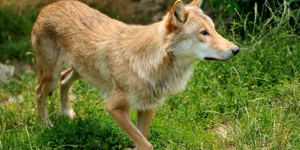 Hérault : pourchassée par un loup, la bergère a «cru finir comme les brebis»