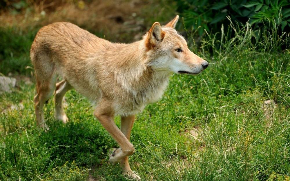 Paris : des manifestants demandent l'interdiction des abattages de loups