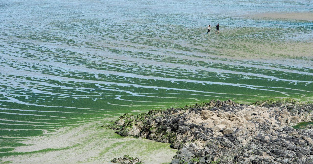 Bretagne : les algues vertes regagnent du terrain