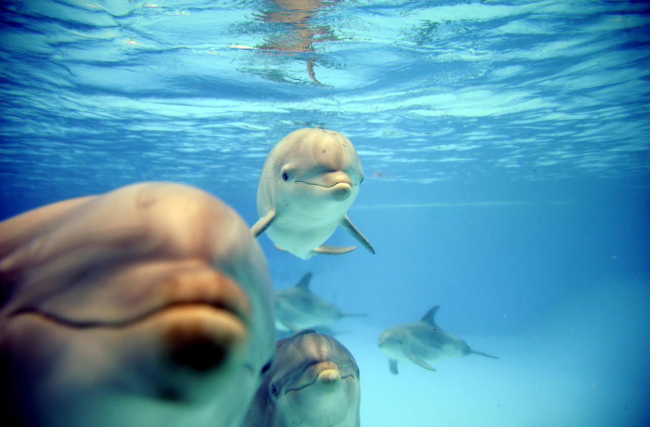 Le dernier né des dauphins du Parc Astérix est mort