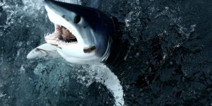 Etats-Unis : un tournoi de pêche aux ... «requins monstres»