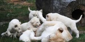 Une exceptionnelle portée de cinq lions blancs