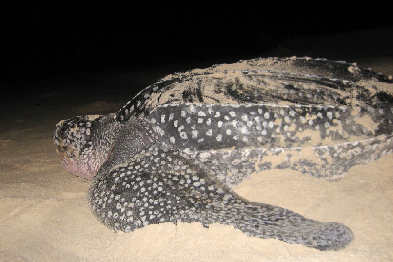 Gironde : une tortue luth de 300 kilos retrouvée morte sur une plage 