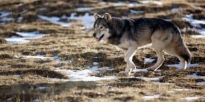 Le gouvernement autorise l'abattage de 40 loups pour la période 2017-2018