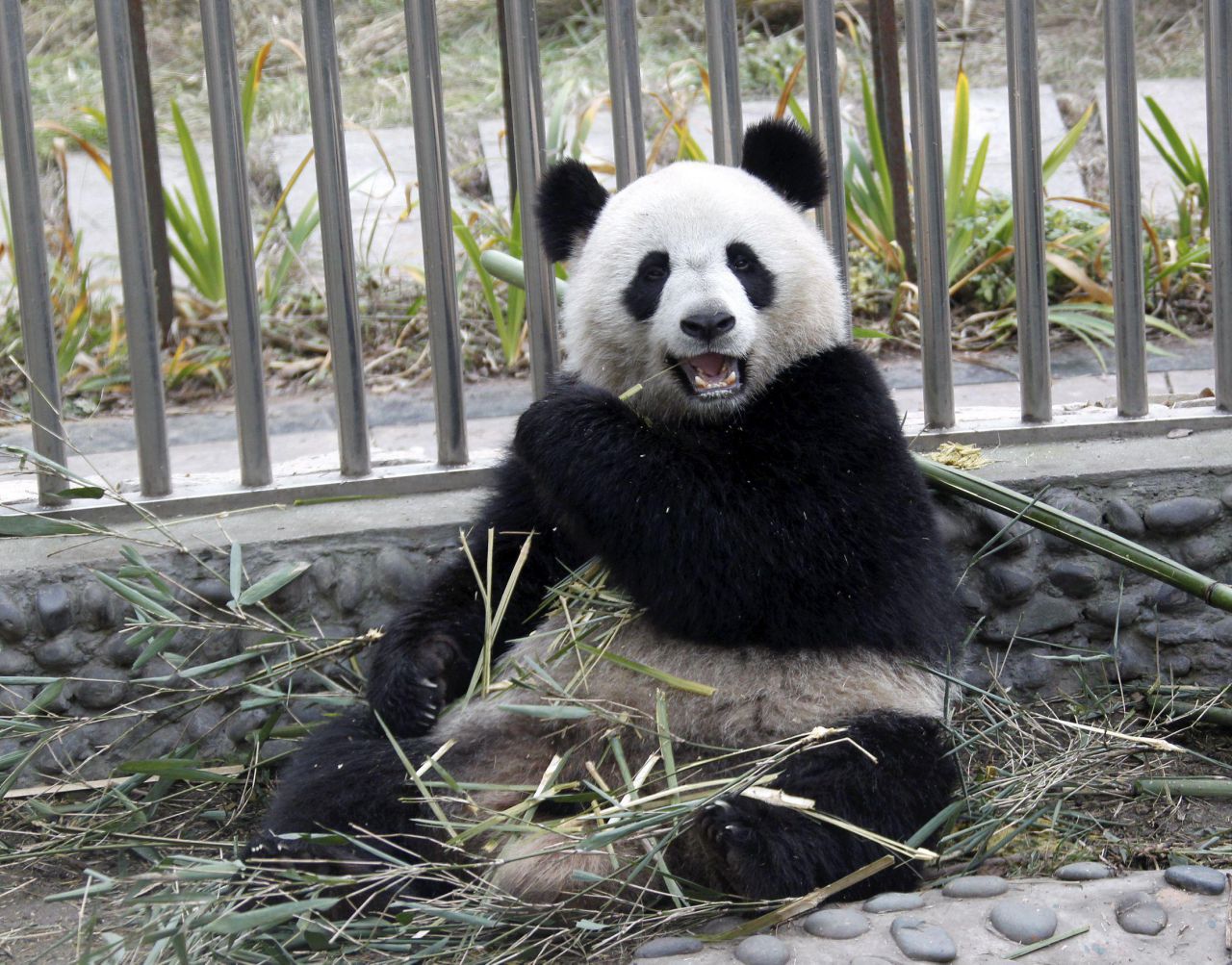 Huan Huan, la femelle panda du Zoo de Beauval, est bien enceinte !