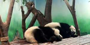 Des images de pandas maltraités choquent les internautes chinois