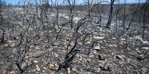 Incendies : à Bormes-les-Mimosas et à Artigues, des paysages dévastés