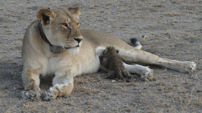 Une lionne élève un bébé léopard en Tanzanie, «un événement unique»
