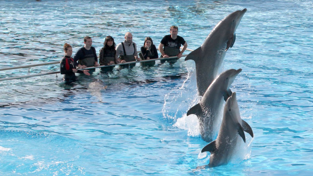 Marineland se rebiffe contre l'interdiction de reproduction des dauphins en captivité