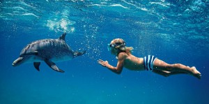 Près de 3000 signataires pour interdire la nage avec les dauphins