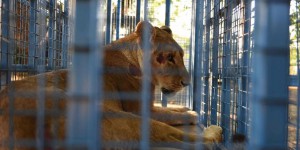 Syrie : les animaux du zoo d'Alep évacués vers la Turquie 