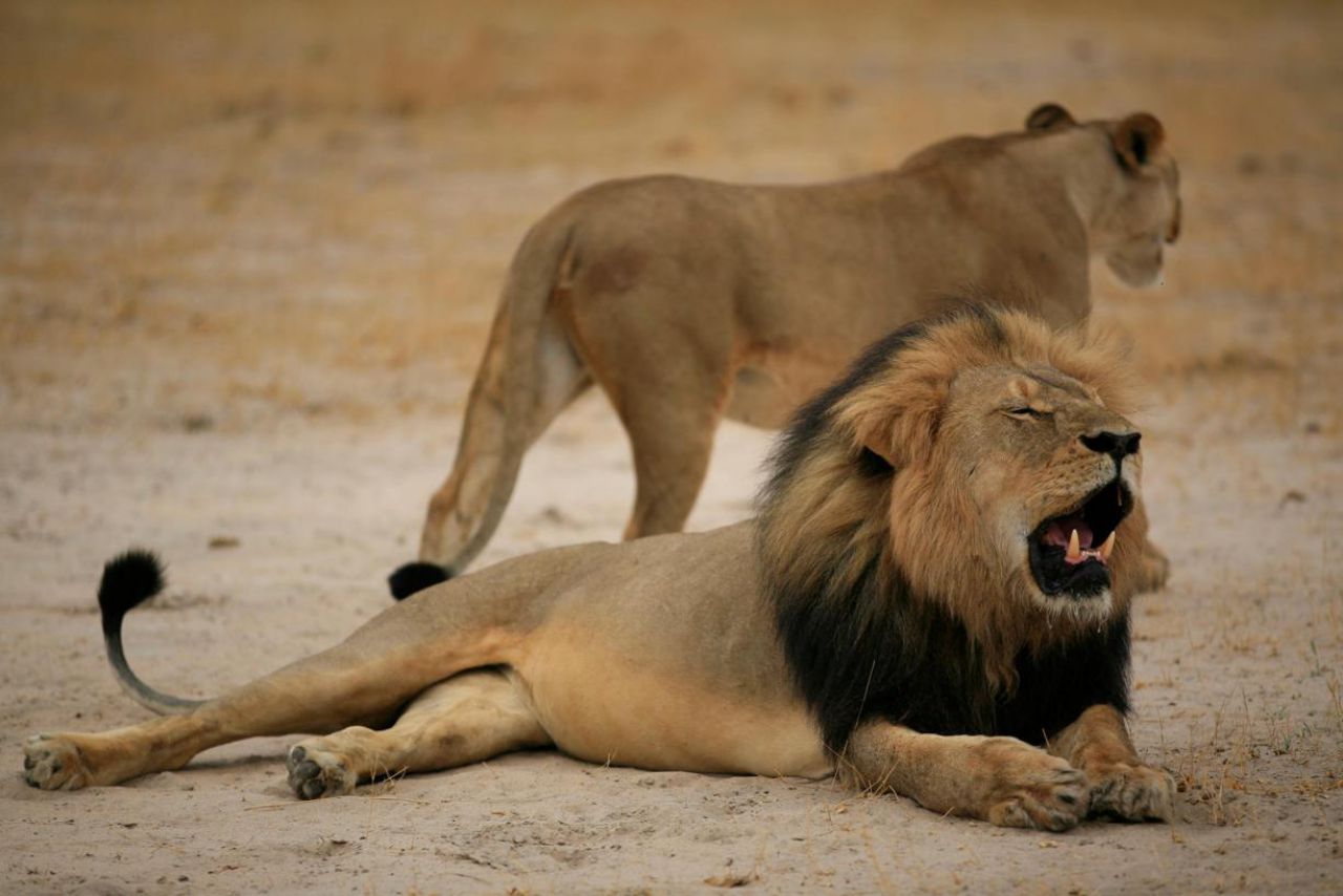 Xanda, l'un des petits du lion Cecil, a été abattu au Zimbabwe 