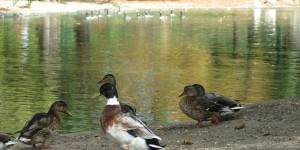  Yvelines : la crainte du botulisme aviaire au Vésinet après la mort de deux canards