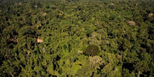 Amazonie : près de 400 nouvelles espèces découvertes