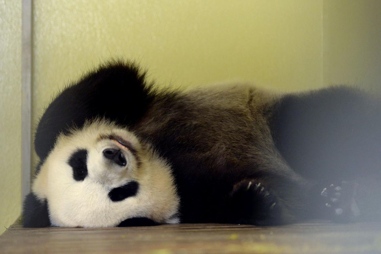 Beauval : le panda Huan Huan a accouché, l'un des jumeaux placé en couveuse