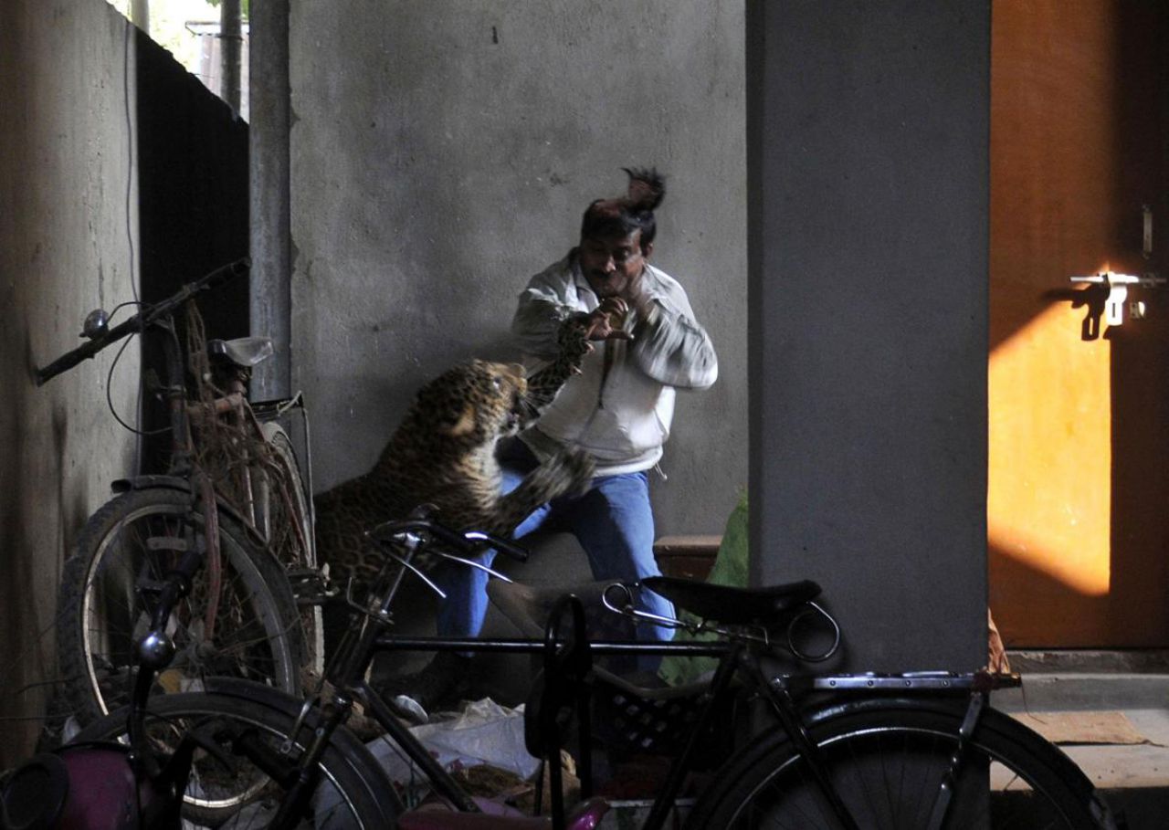 En Inde, une personne est tuée chaque jour par un éléphant ou un tigre