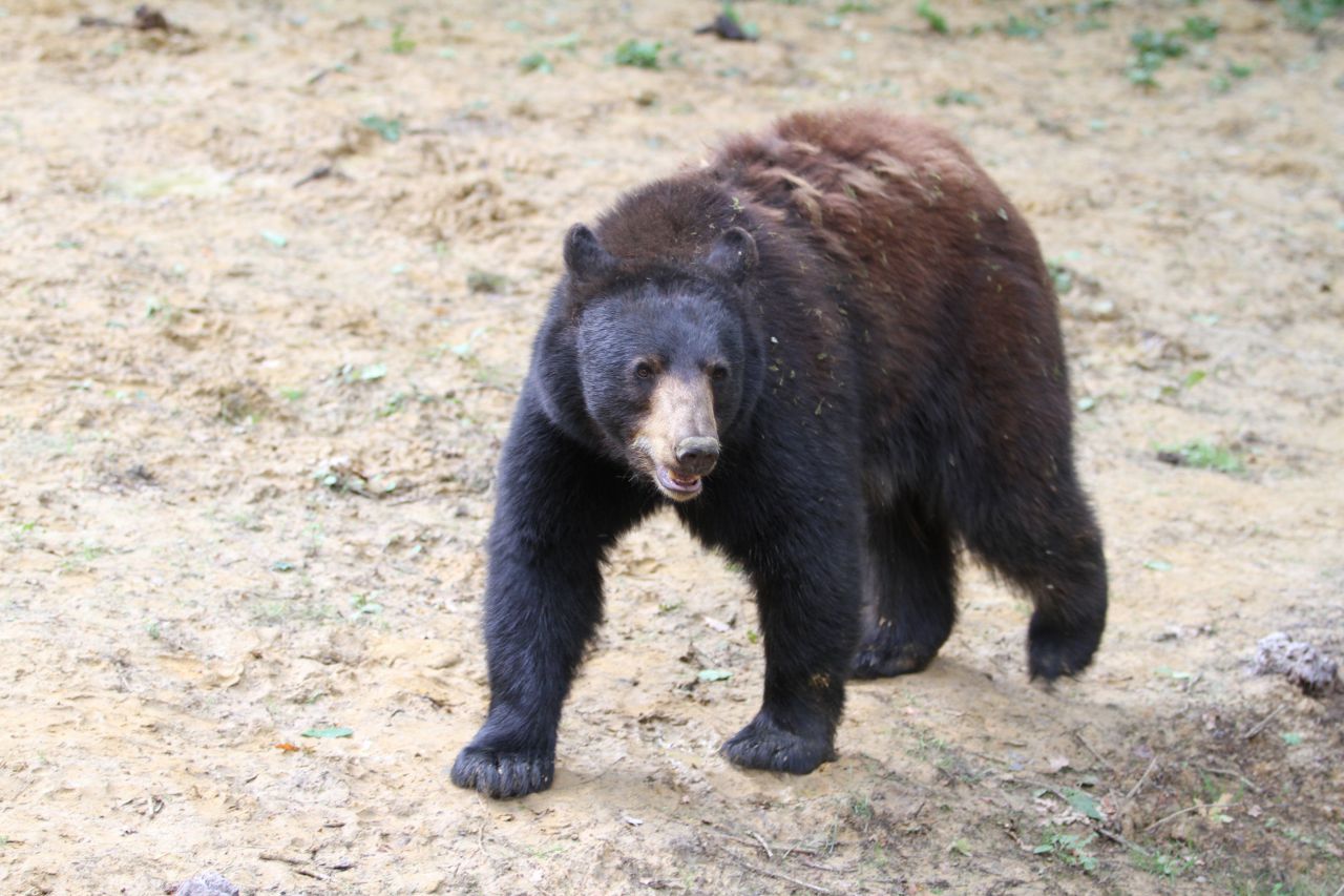 Un maire des Pyrénées interdit la «divagation des ours» sur sa commune