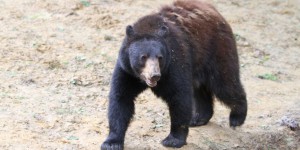 Un maire des Pyrénées interdit la «divagation des ours» sur sa commune