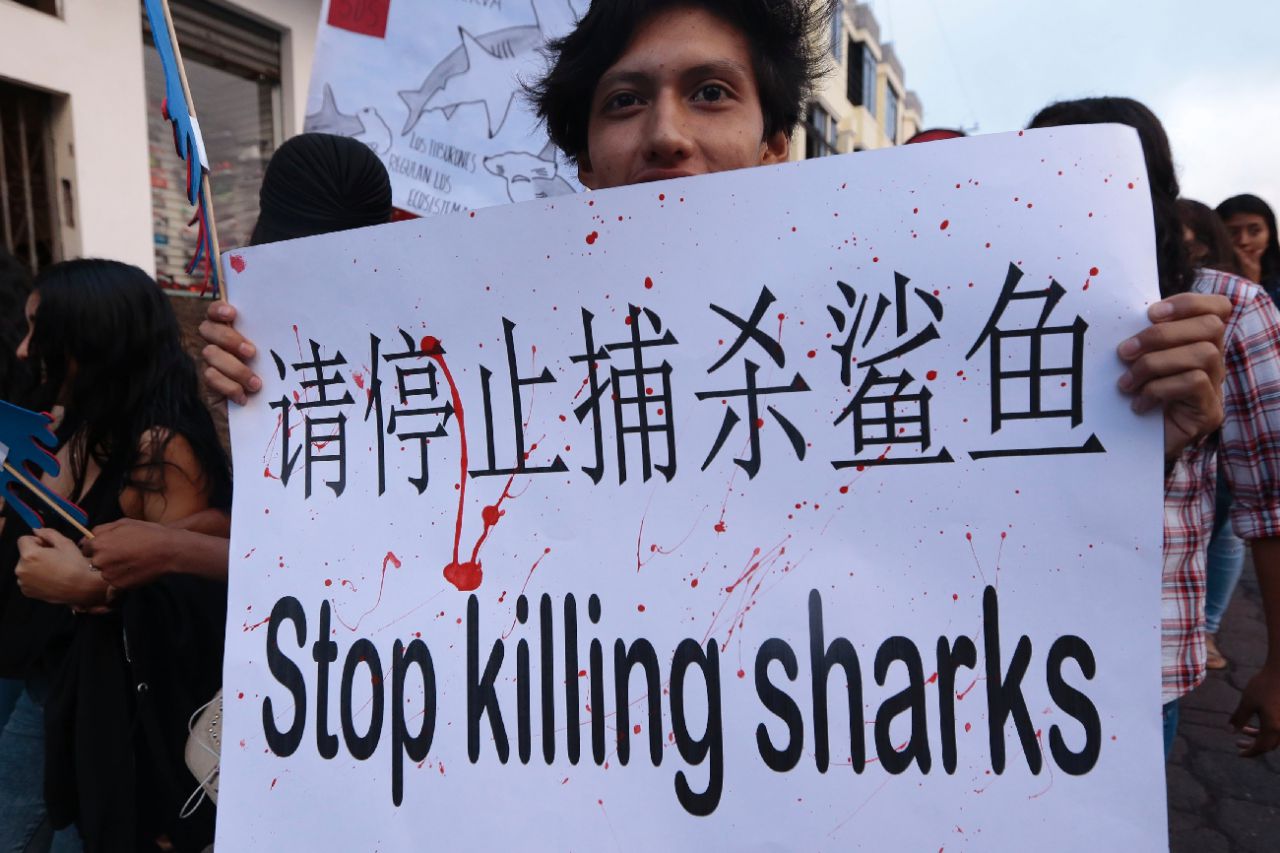 Pêche illégale de requins aux Galapagos : prison ferme pour les marins chinois