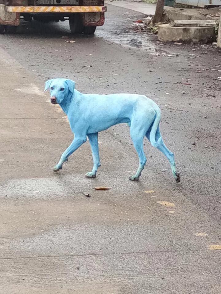 Pollution : des chiens ressortent bleus de la rivière près de Bombay 