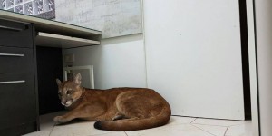 Un puma évacué d'un bureau en pleine ville au Brésil 