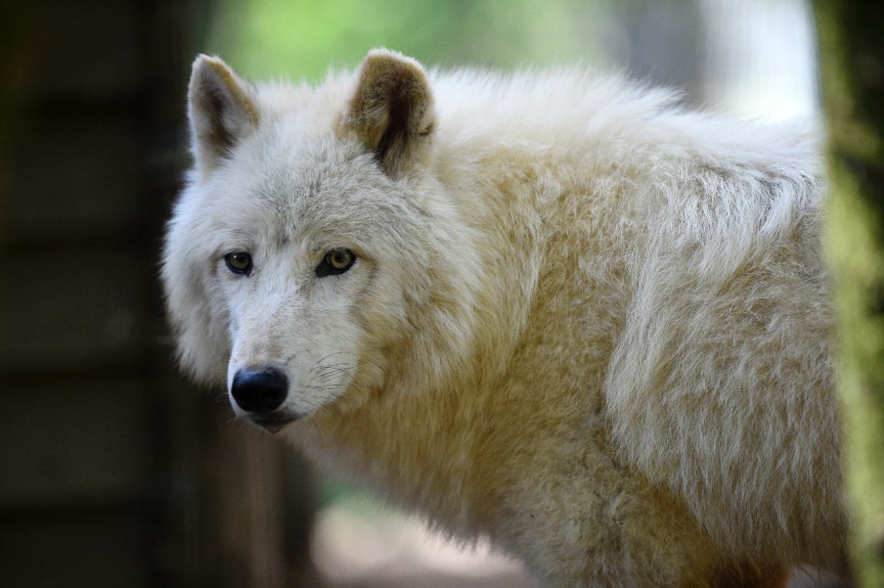  Savoie : deux loups abattus après des attaques de troupeaux
