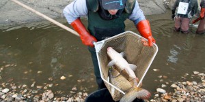 Sécheresse dans le Gard :  les poissons en danger dans les cours d'eau
