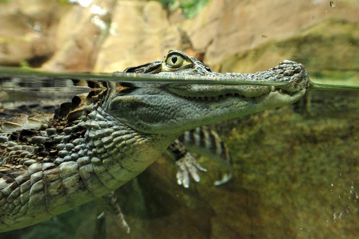 Tempête Harvey : les inondations font surgir la crainte des alligators