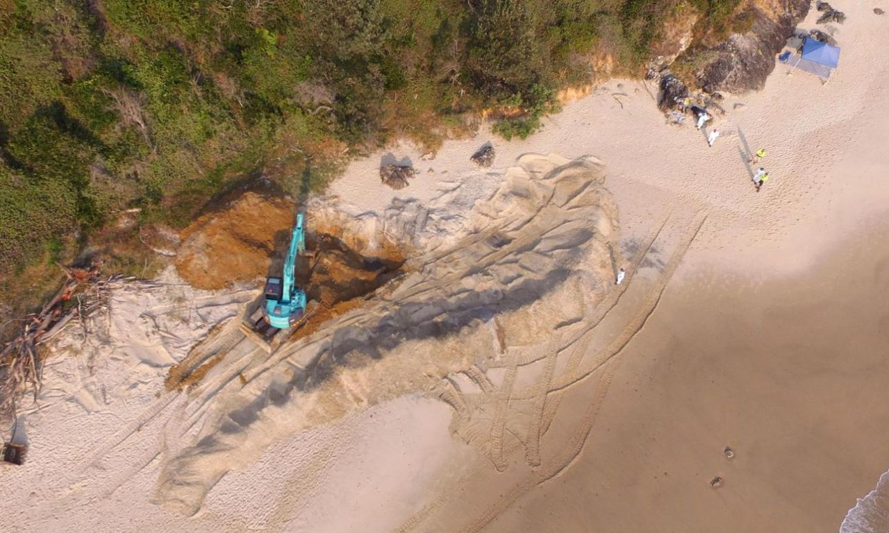Australie : la baleine échouée finalement débitée en morceaux