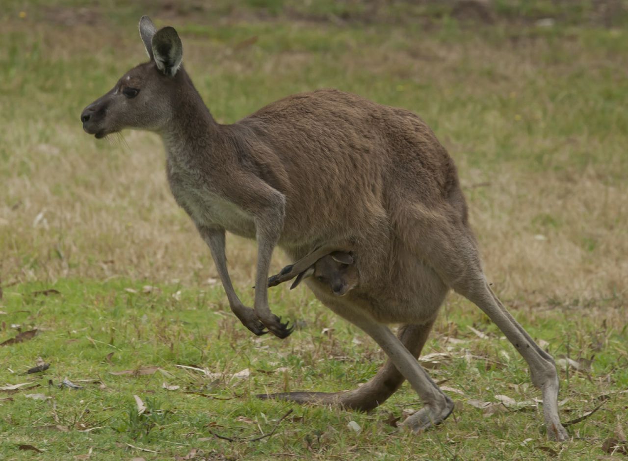 Australie :  un homme inculpé pour avoir tranché la gorge d'un kangourou