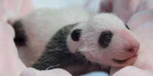 Zoo de Beauval : le bébé panda passe son temps à téter et à dormir