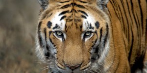 Inde : une tigresse «mangeuse d'hommes» meurt électrocutée par une clôture