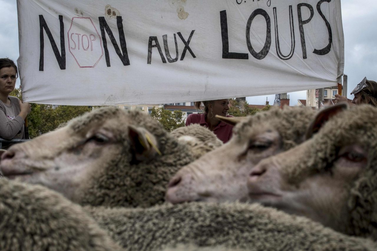 À Lyon, un millier de brebis en balade pour protester contre le plan Loup